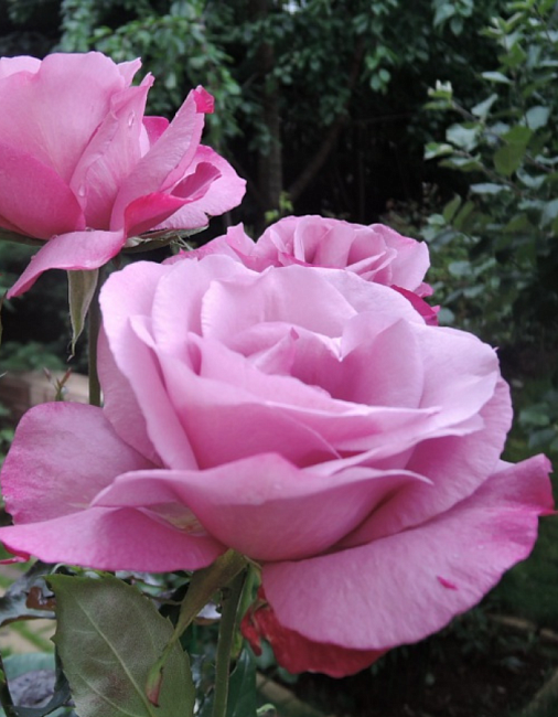 Роза чайно-гибридная Муди блю 1 шт